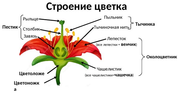 Строение цветка схема 6 класс биология