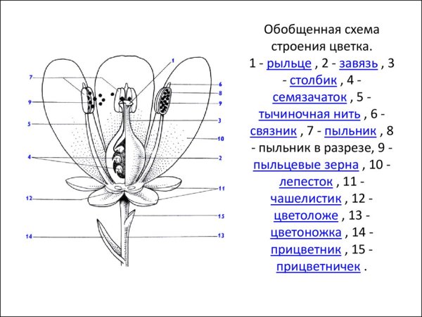 Строение цветка амариллиса схема