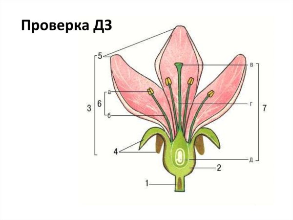 Строение цветка цветоложе