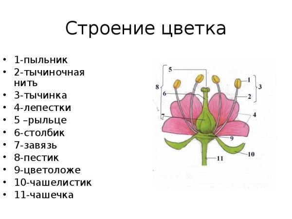 Женские и мужские части цветка