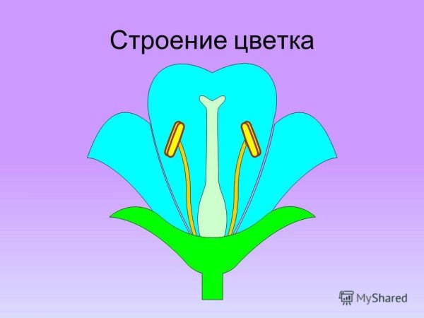 Строение цветка пестик венчик