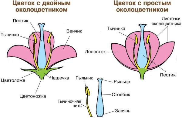 Чашелистики пестик тычинки венчик