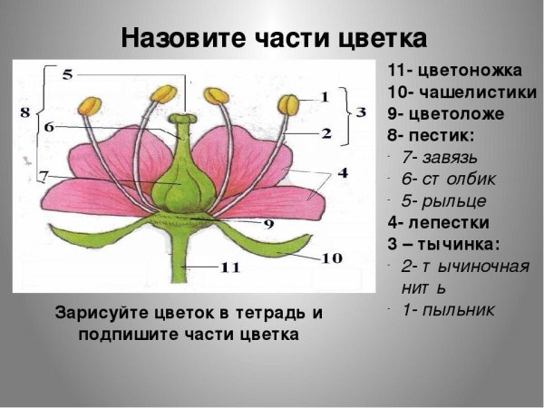 Пыльник цветоложе завязь