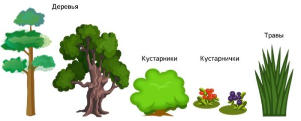 Деревья и кустарники для дошкольников