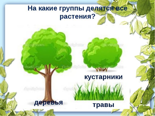 Деревья кустарники травы