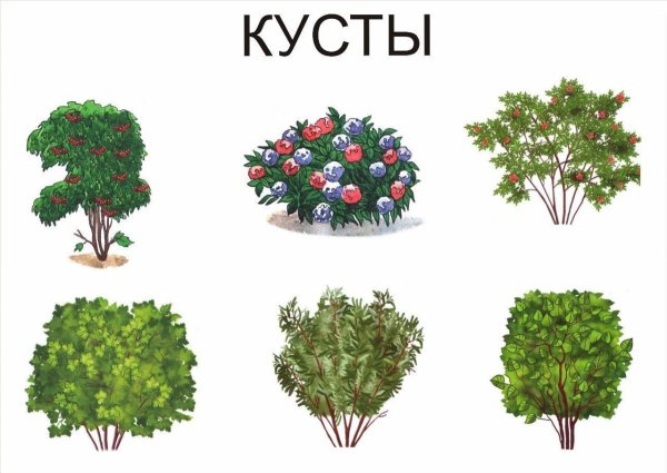 Карточки кустарники