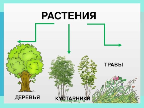 Деревья кустарники травы