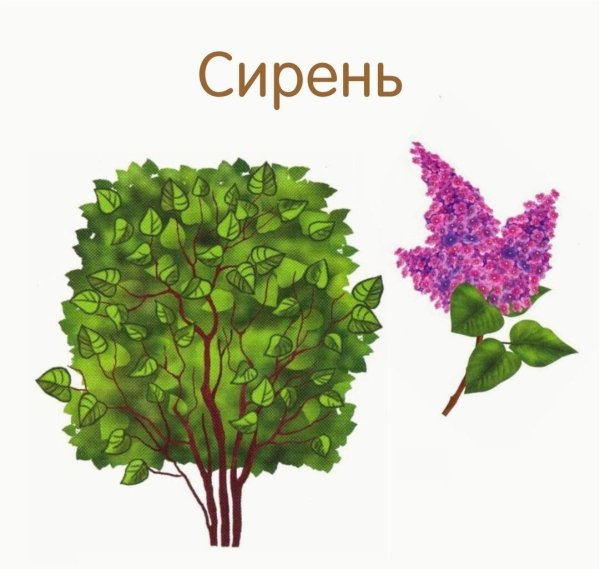Кустарники для детей дошкольного возраста