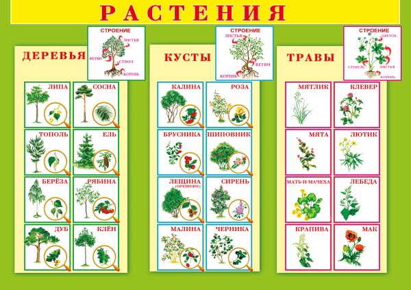 Растения для дошкольников