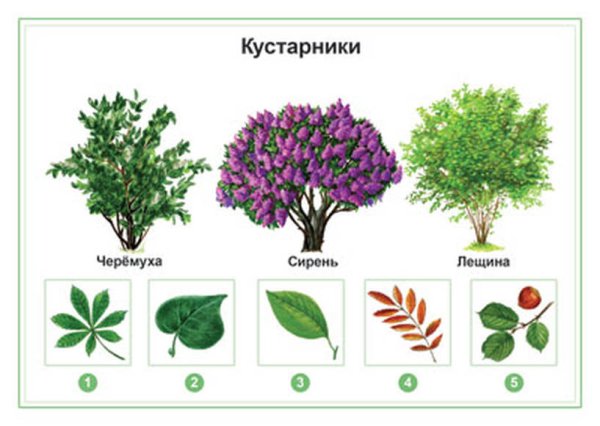 Кустарники для дошкольников