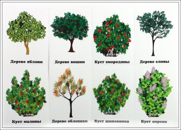 Кустарнкустарники название