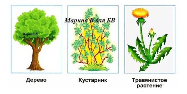 Деревья и кустарники для детей