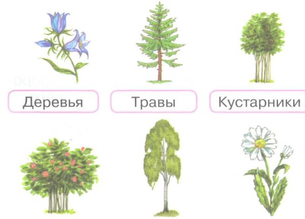 Цветущее дерево для детей