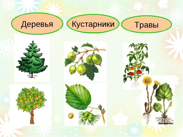 Деревья и кустарники