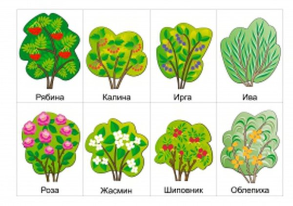 Дерево кустарник травянистое растение