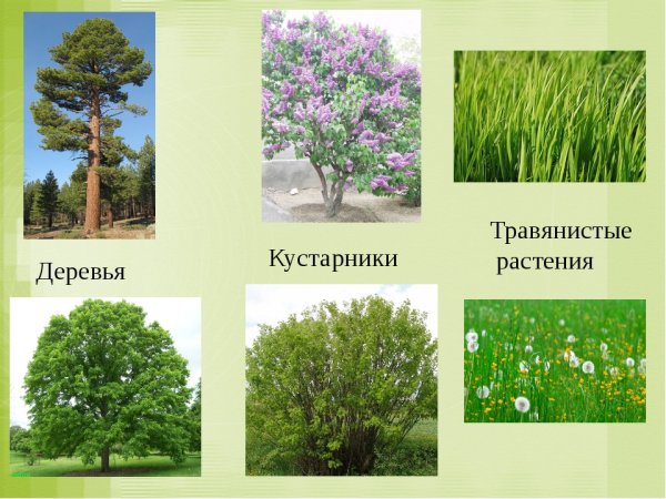 Сказочные кусты