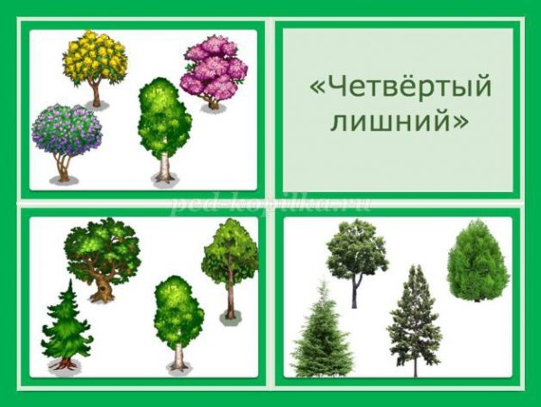 Разрезные карточки мир растений