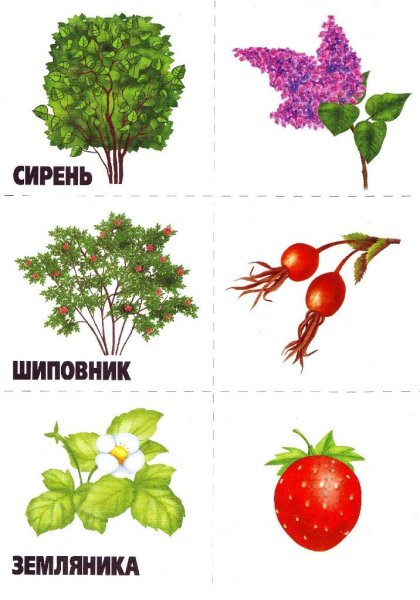 Дидактическая игра с какого дерева листочек