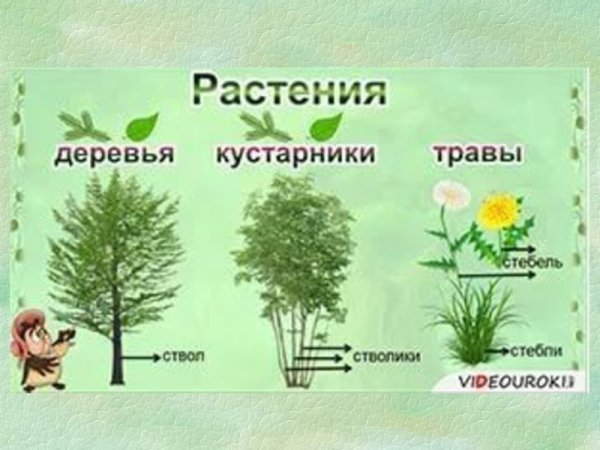 Карточки кустарники для детей