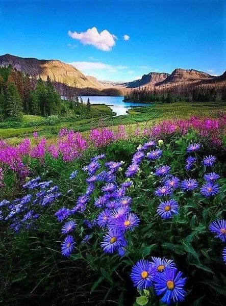 Природа лето ромашки