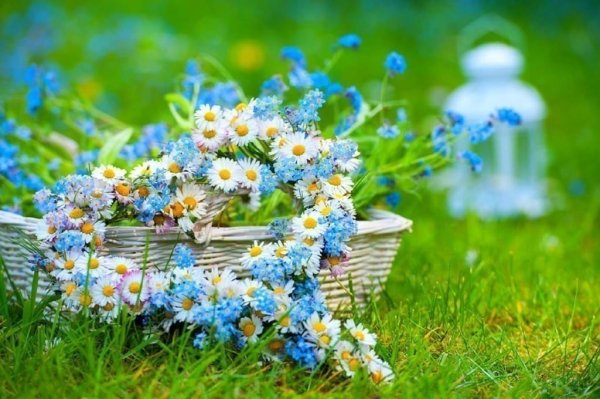 Природа летом