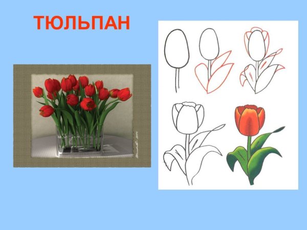 Желтые крокусы на белом фоне