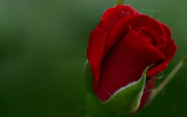 Красные розы на зеленом фоне