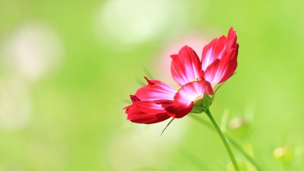 Цветы с маленьким бутоном