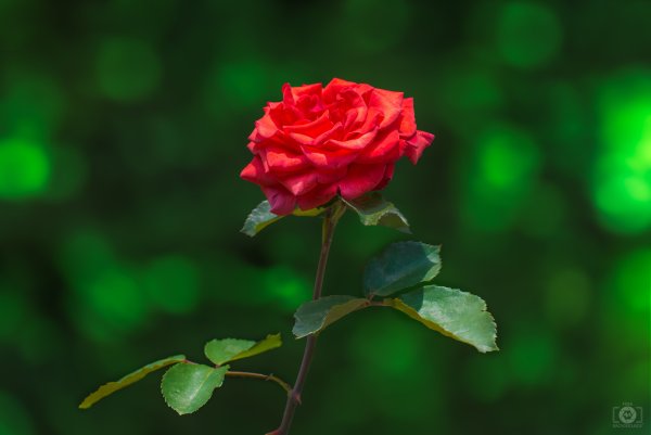 Фон зелень цветы