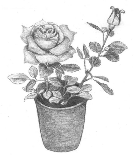 Рисунки растений карандашом