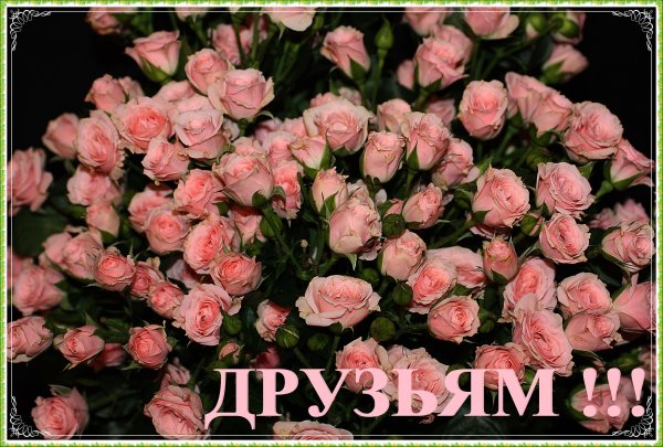 Цветы друзьям