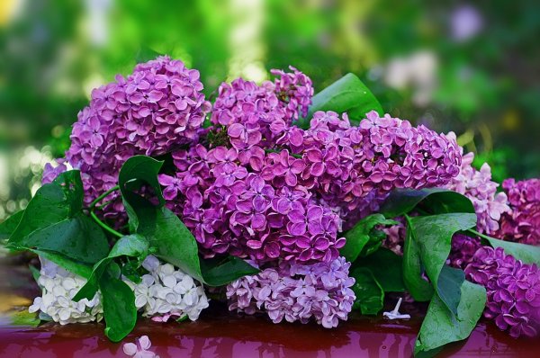 Сирень Валентина Гризодубова