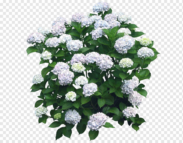 Цветочный кустарник гортензия