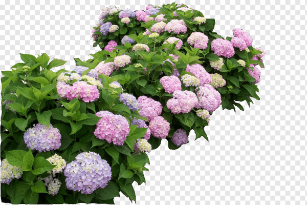 Гортензия куст