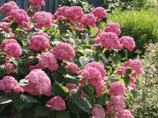 Гортензия древовидная Pink Pincushion