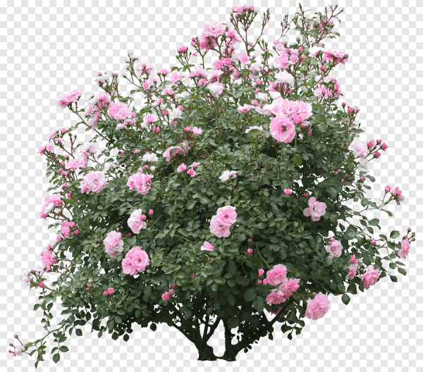 Роза shrub
