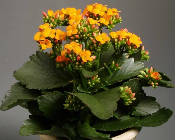 Каланхоэ Каландива | Горшечные растения, Цветок, Цветение