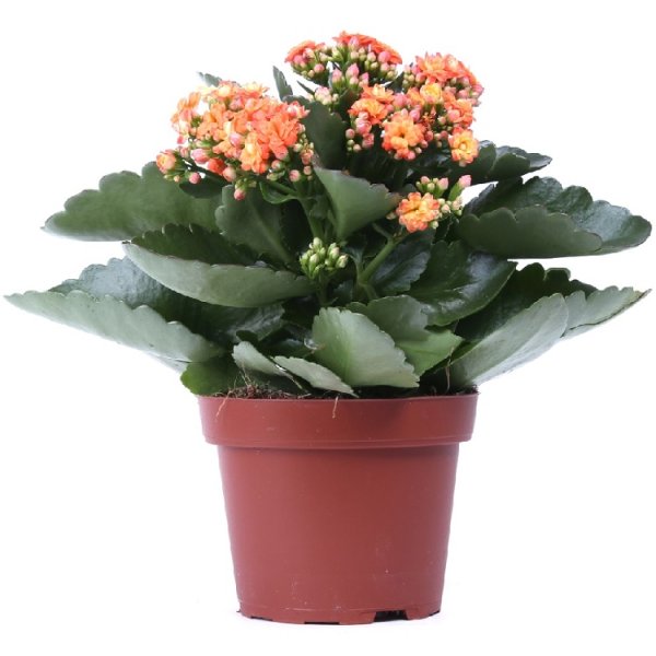 Каланхоэ пильчатолистное (Kalanchoe serratifolium)