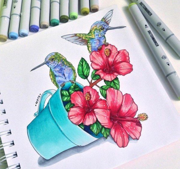 Колибри скетчинг
