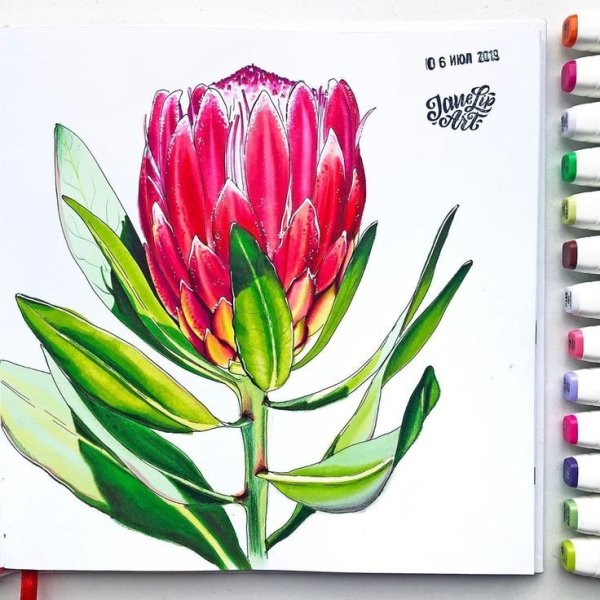 Цветы для рисования фломастерами