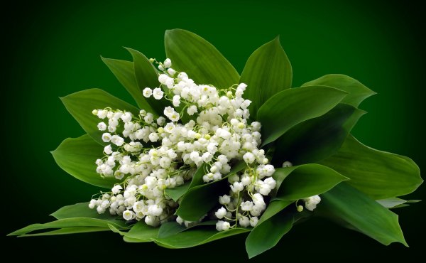 Букет весенних цветов