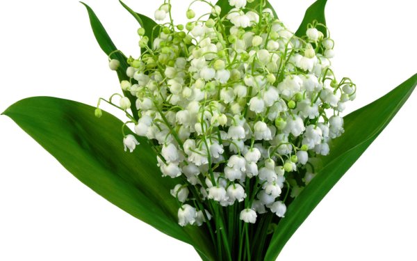 Подснежники фон