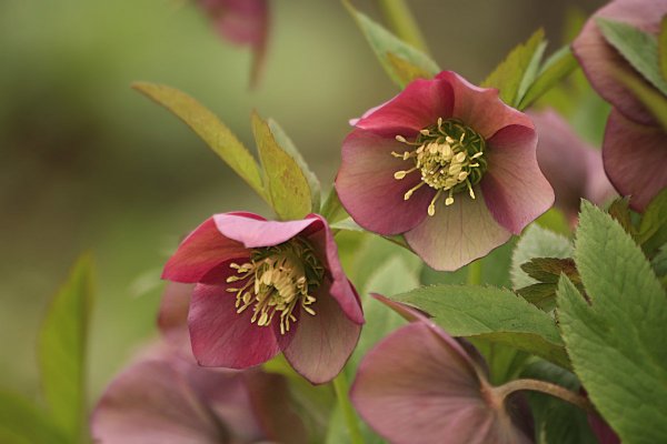 Морозник Helleborus