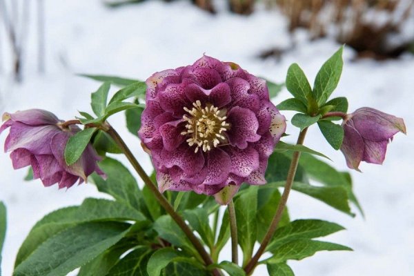 Helleborus цветок