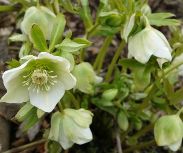 Морозник Helleborus