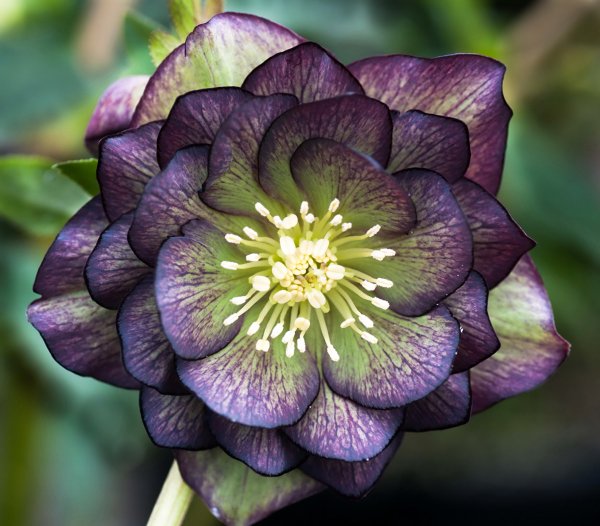 Морозник Helleborus