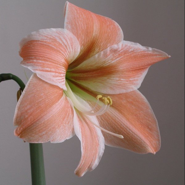 Цветок гиппеаструм амариллис