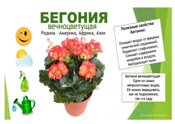 Магазин живых цветов
