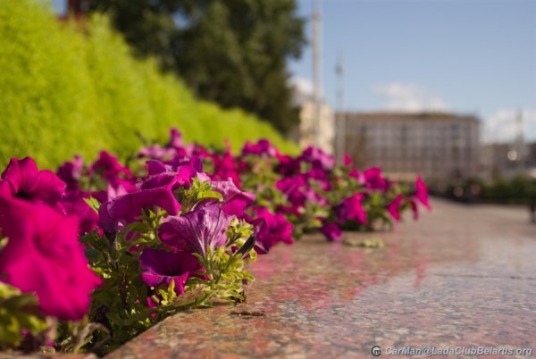 Городские цветы
