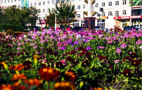 Городские цветы, городские цветы
